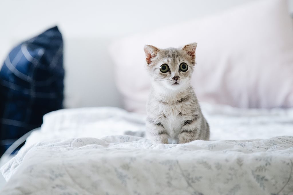 white cat on a bed