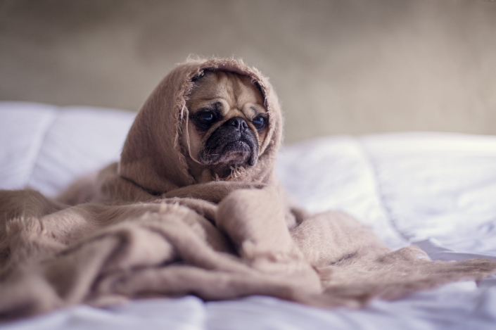 a small pug covered in blanket